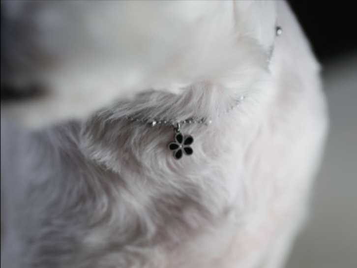 Dog and Cat Necklace Identification Tag Surgical Engraving Name Tag 3 Types Ball Chain