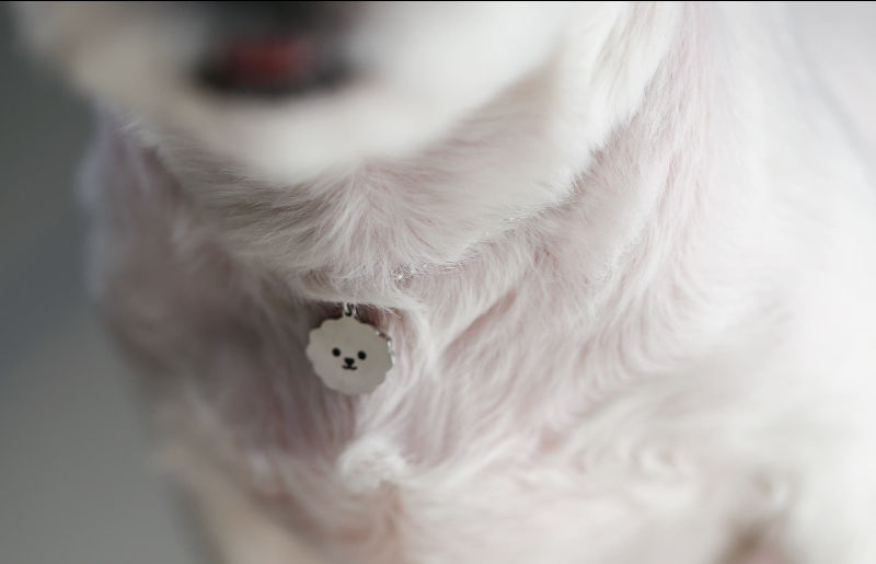 Dog and Cat Necklace Identification Tag Surgical Engraving Name Tag Bichon Pendant