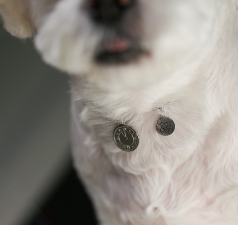 Gempaw Dog Cat Engraved Identification Tag Necklace 3 Types Wonderland Cat Bichon Bearstar