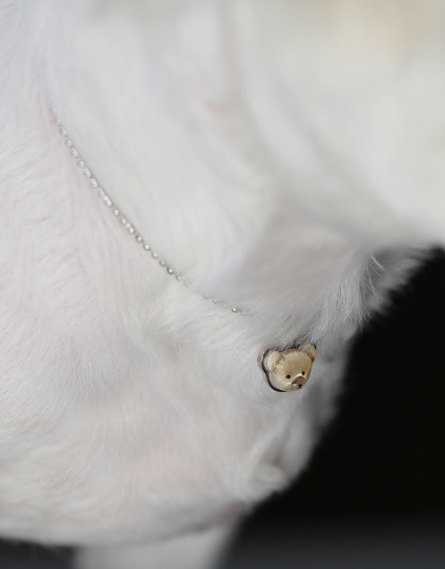 Dog and Cat Necklace Identification Tag Surgical Engraving Name Tag Bearstar Ball Chain Bear