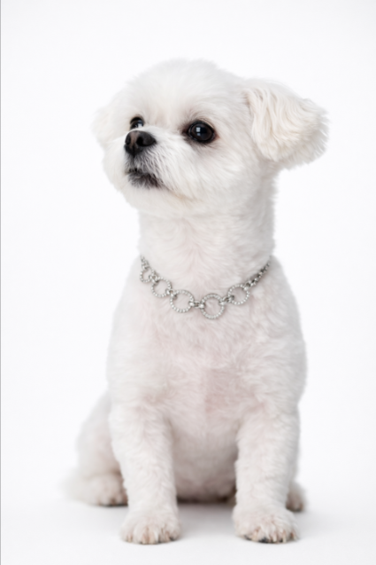 Puppy Cat Necklace Surgical Steel Cubic Ring Chain