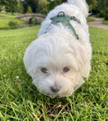 Gempaw Dog Face Cover Walking Net Face Net Pest Blocking Foreign Object Intake Prevention